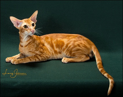 orange oriental cat online -